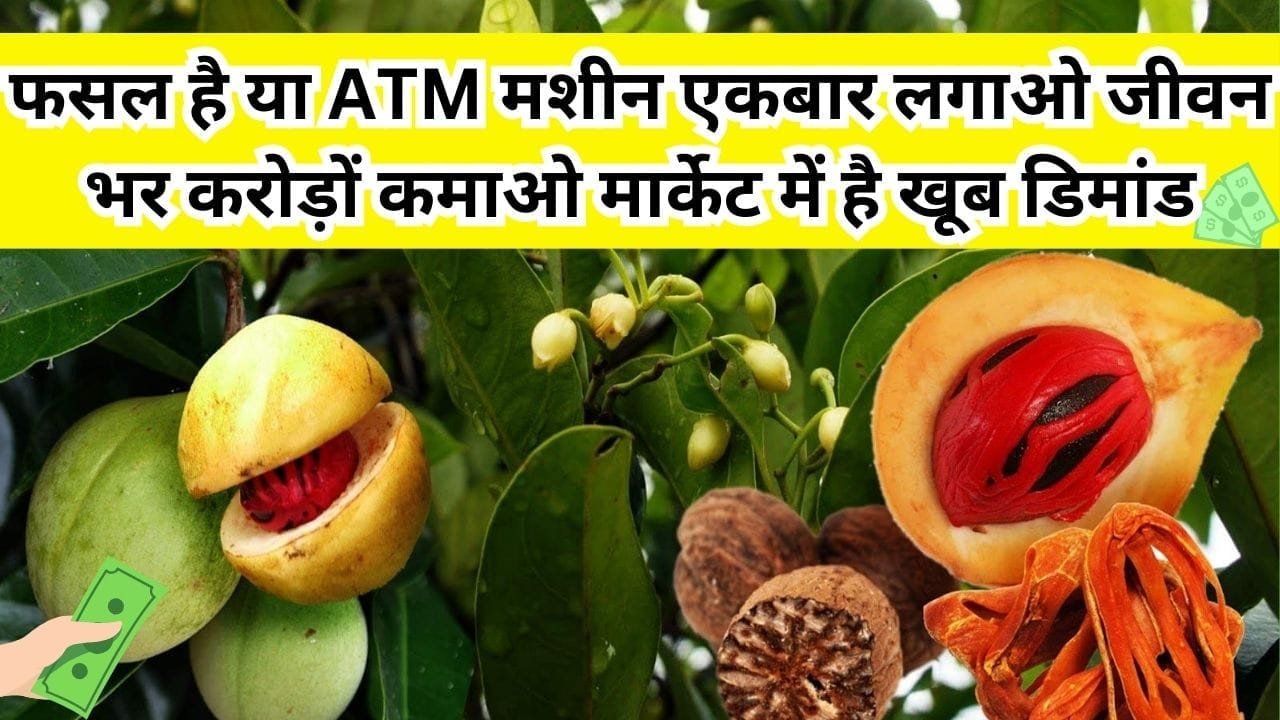 फसल है या ATM मशीन, एकबार लगाओ जीवन भर करोड़ों कमाओ बाजार में बिकता है 500 रूपए किलो मार्केट में है खूब डिमांड, जाने नाम