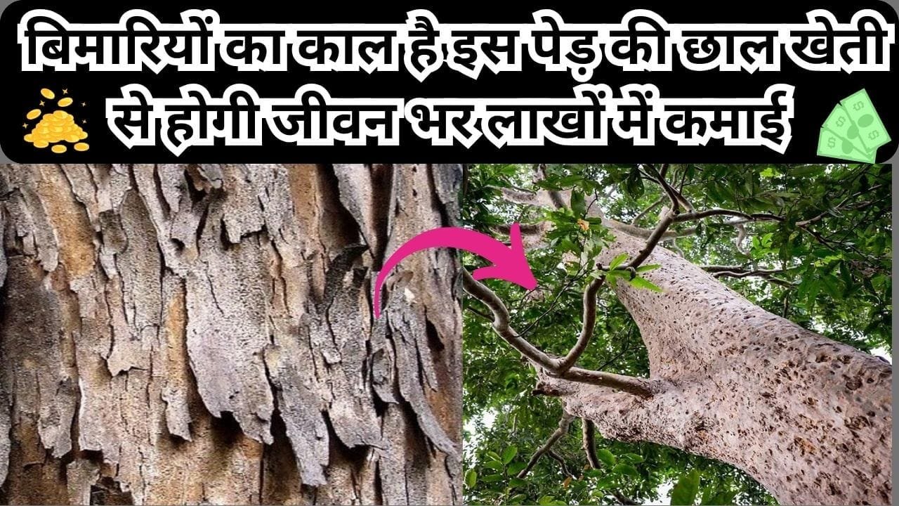 बिमारियों का काल है इस पेड़ की छाल, खेती से होगी जीवन भर लाखों में कमाई बीज पत्ती छाल सब हो जाते है इस्तेमाल, जाने नाम और काम