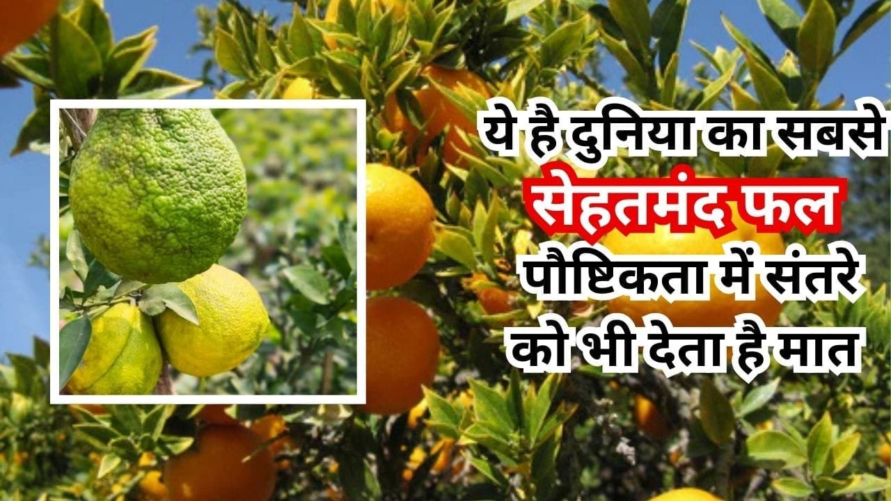 ये है दुनिया का सबसे सेहतमंद फल, पौष्टिकता में संतरे को भी देता है मात 1 एकड़ में खेती से बना देगा धन्ना सेठ, जाने नाम और काम