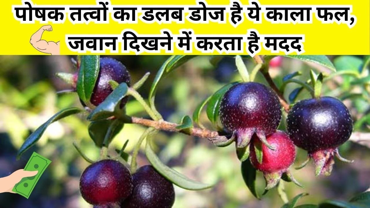 पोषक तत्वों का डलब डोज है ये काला फल, जवान दिखने में करता है मदद, बेहद कम लागत में खेती से होगा छप्परफाड़ मुनाफा, जाने कैसे