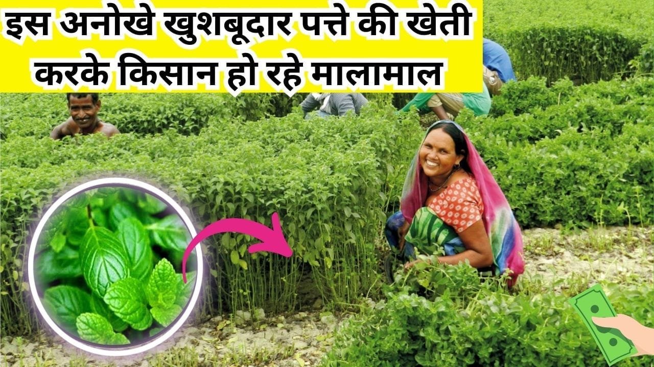 इस अनोखे खुशबूदार पत्ते की खेती करके किसान हो रहे मालामाल, 3 महीने की फसल से कर रहे लाखों की कमाई, जाने नाम और काम