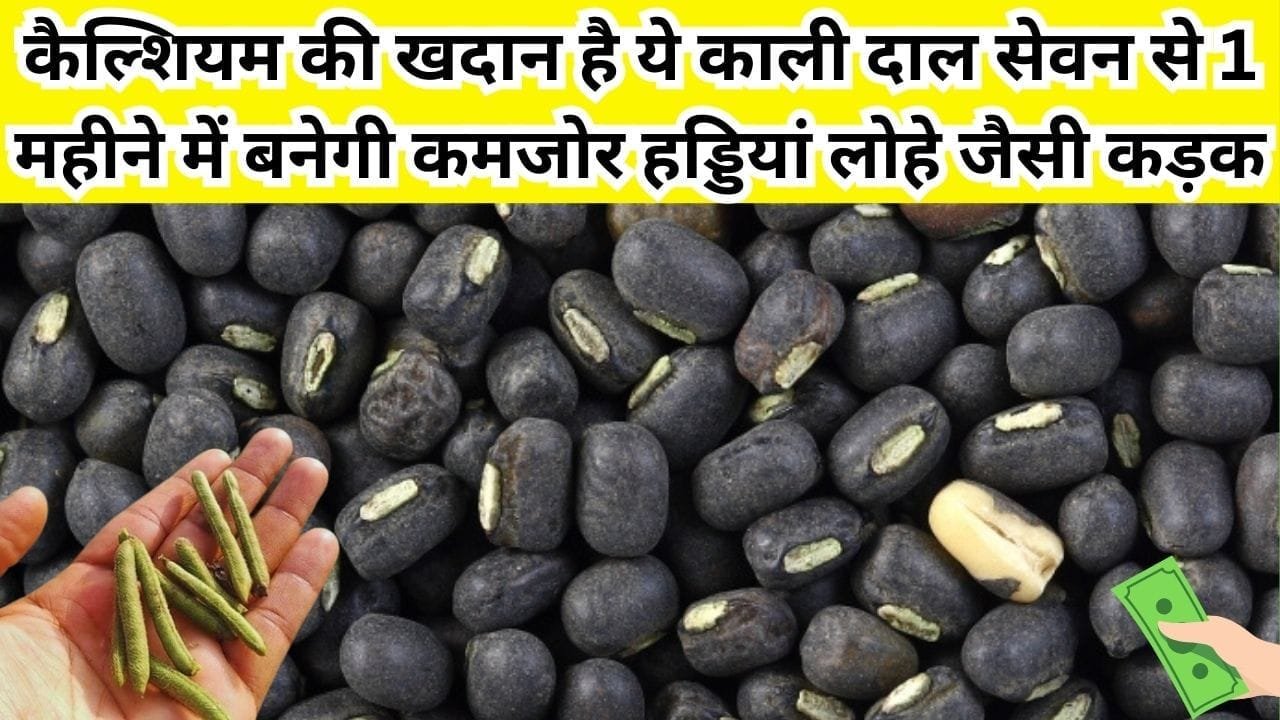 कैल्शियम की खदान है ये काली दाल, सेवन से 1 महीने में बनेगी कमजोर हड्डियां लोहे जैसी कड़क, जाने नाम और काम