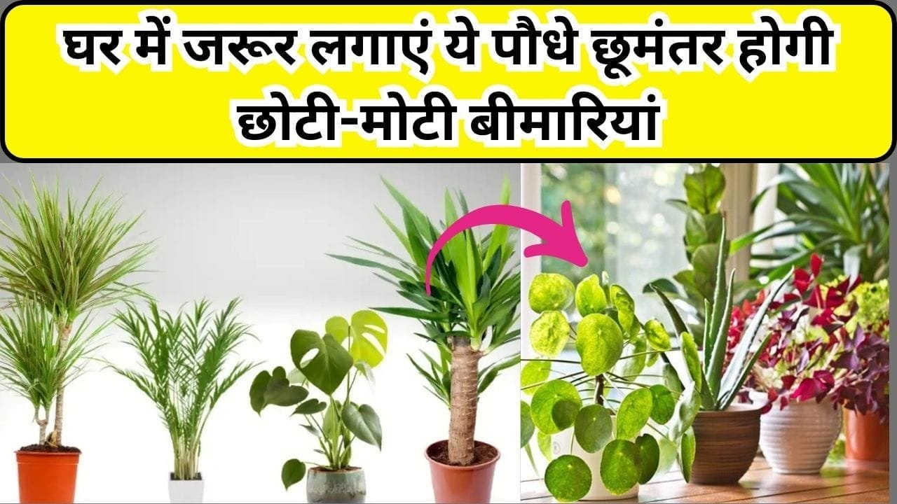 घर में जरूर लगाएं ये पौधे, सुंदरता के साथ सेहत का भी रखते है ख्याल छूमंतर होगी छोटी-मोटी बीमारियां, जाने नाम और काम