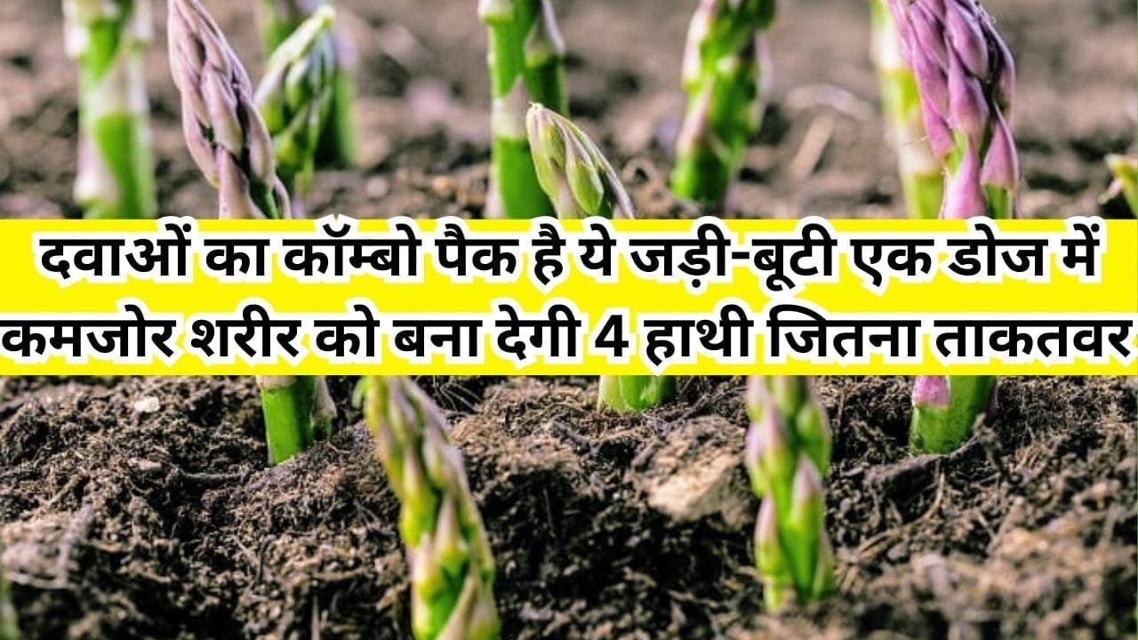 दवाओं का कॉम्बो पैक है ये जड़ी-बूटी, एक डोज में ही कमजोर शरीर को बना देती है 4 हाथी जितना ताकतवर, जाने नाम और काम