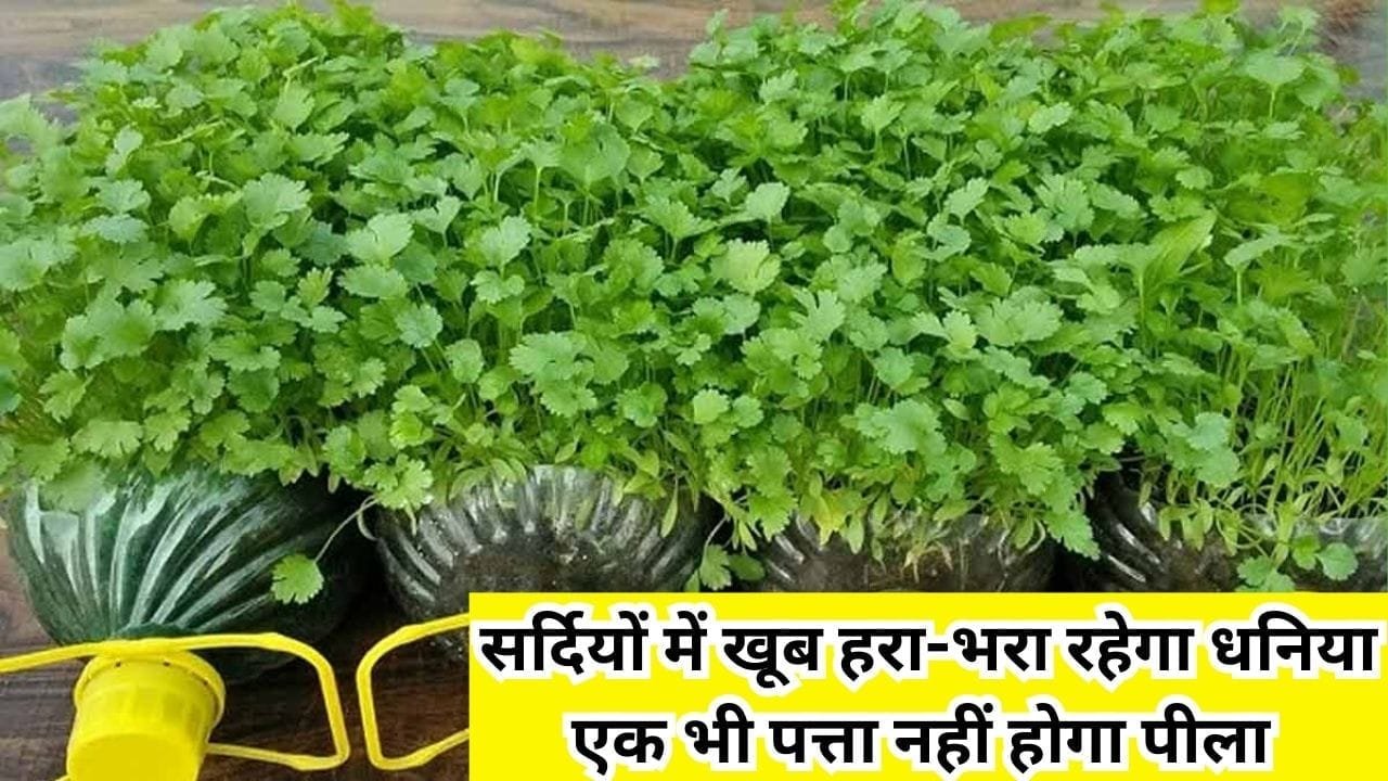 Gardening tips: सर्दियों में खूब हरा-भरा रहेगा धनिया, एक भी पत्ता नहीं होगा पीला दोगुना तेजी से होगी पौधे की ग्रोथ, जाने प्रोसेस