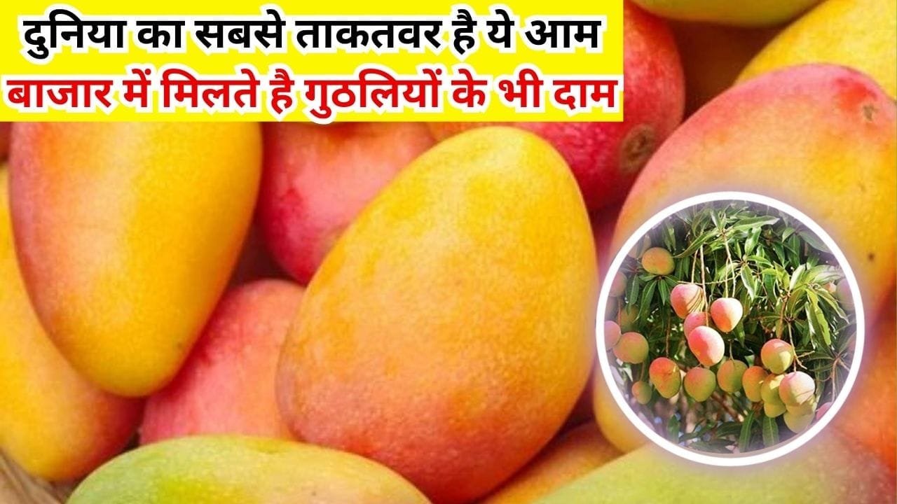 दुनिया का सबसे स्वादिष्ट ताकतवर है ये आम, बिकता है 250 रूपए किलो बाजार में गुठलियों के भी मिलते है दाम, जाने नाम और काम