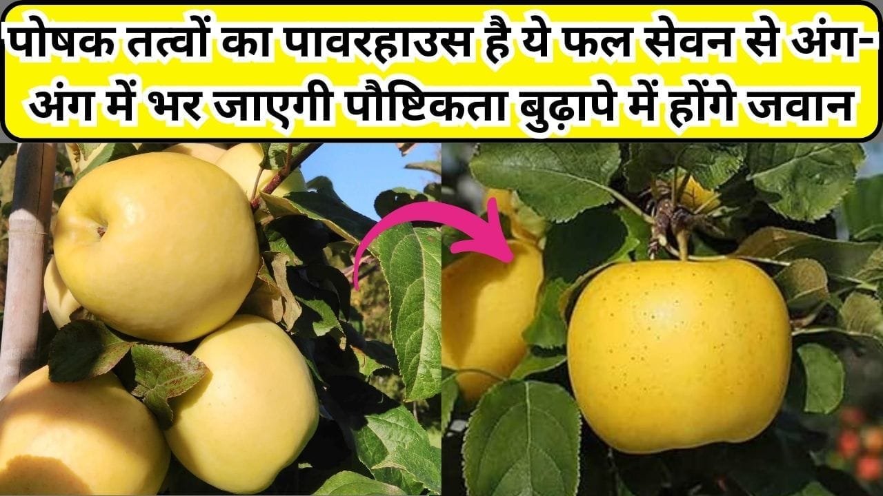 पोषक तत्वों का पावरहाउस है ये फल, सेवन से अंग-अंग में भर जाएगी पौष्टिकता बुढ़ापे में होंगे जवान, जाने नाम और काम