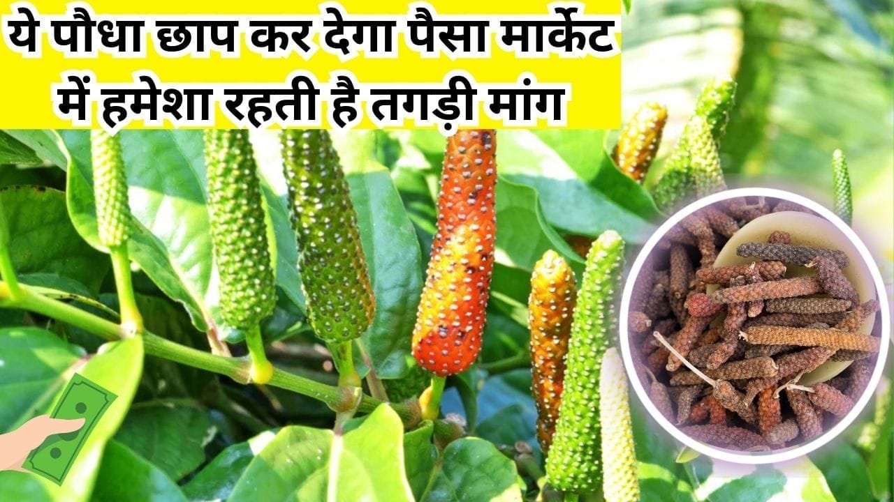 ये पौधा छाप कर देगा पैसा, मार्केट में हमेशा रहती है तगड़ी मांग खेती से बन जाएंगे धन्ना सेठ जीवन भर होगी कमाई, जाने नाम