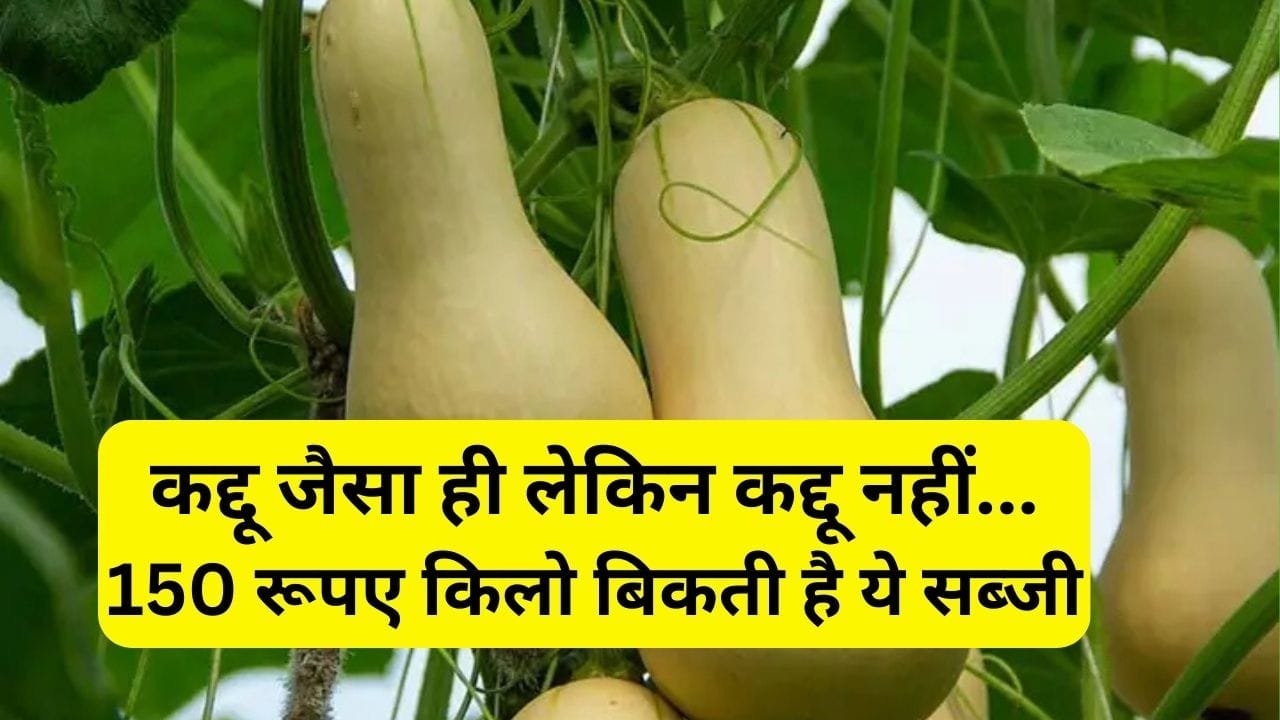 कद्दू जैसा ही लेकिन कद्दू नहीं...150 रूपए किलो बिकती है ये सब्जी, 1 एकड़ में होती 8 टन की जबरदस्त पैदावार, जाने नाम और काम