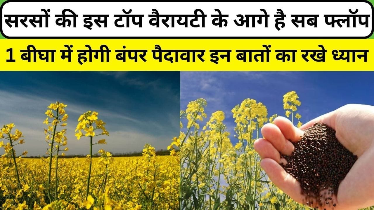 सरसों की इस टॉप वैरायटी के आगे है सब फ्लॉप, 1 बीघा में होगी बंपर पैदावार इन बातों का रखे ध्यान किसान होंगे मालामाल, जाने किस्म