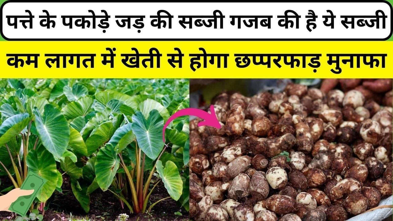 पत्ते के पकोड़े जड़ की सब्जी गजब की है ये सब्जी, कम लागत में खेती से होगा छप्परफाड़ मुनाफा, जाने नाम और काम