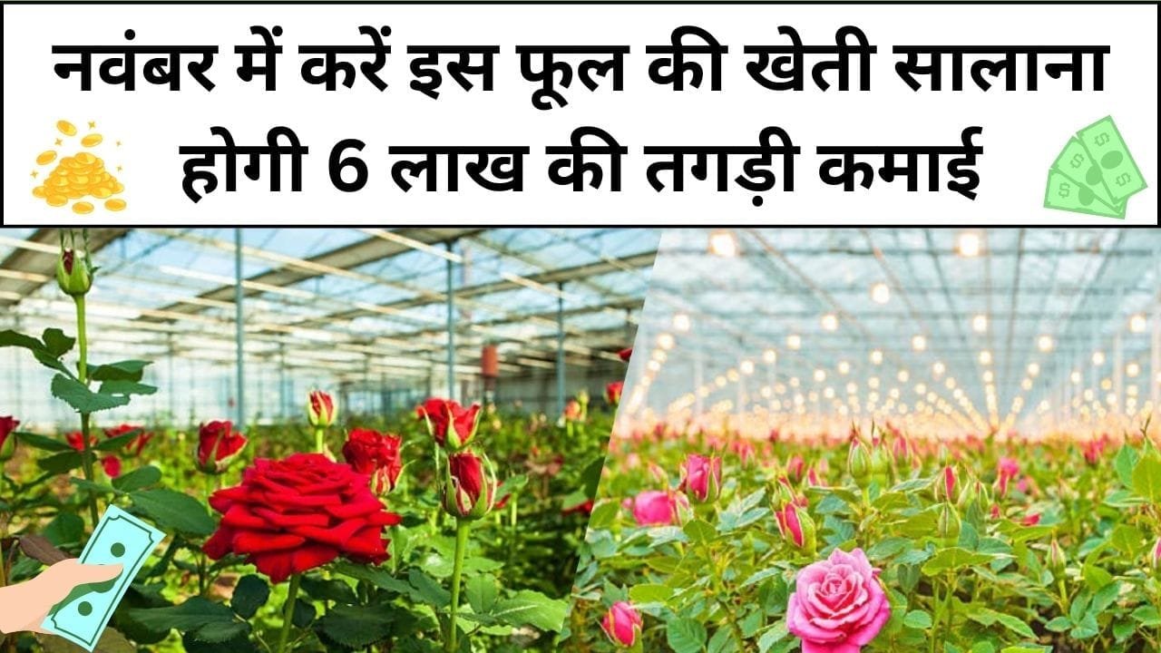 नवंबर में करें इस फूल की खेती, पैसों से लबालब भर जाएगी किसानों की झोली सालाना होगी 6 लाख की तगड़ी कमाई, जाने नाम