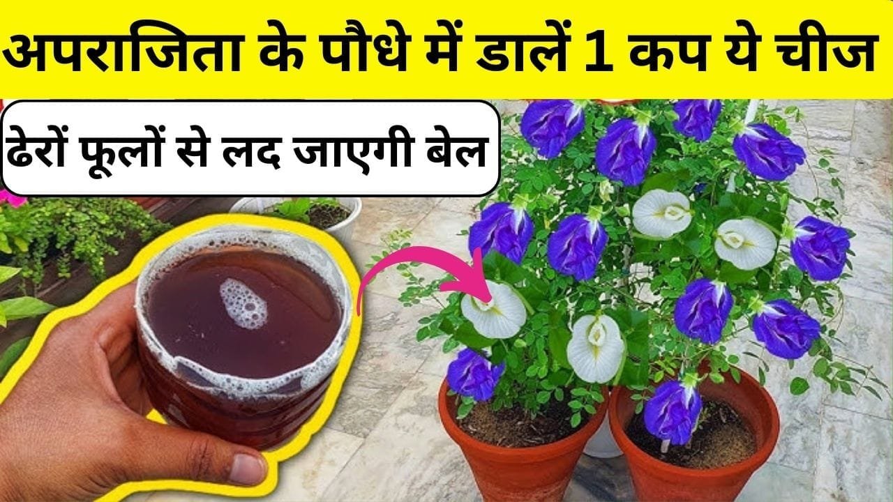 Gardening tips: अपराजिता के पौधे में डालें 1 कप ये चमत्कारी चीज, अनगिनत फूलों से लद जाएगी बेल और 2 गुना तेजी से होगी ग्रोथ, जाने नाम और काम