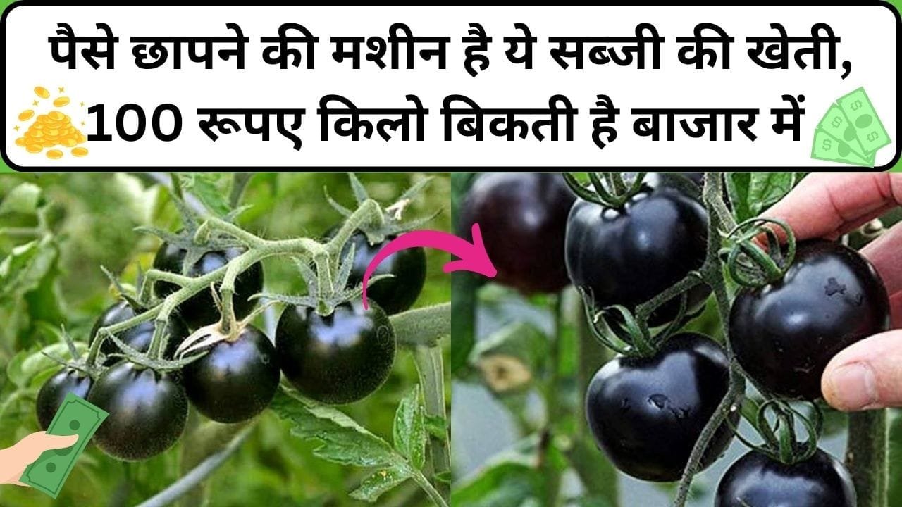 पैसे छापने की मशीन है ये सब्जी की खेती, 100 रूपए किलो बिकती है बाजार में खेती से होगी मोटी कमाई, जाने नाम