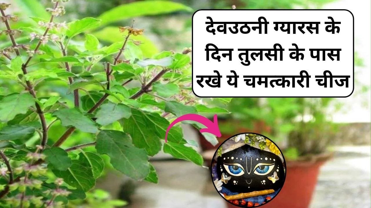 देवउठनी ग्यारस के दिन तुलसी के पास रखे ये चमत्कारी चीज, कंगाली और दरिद्रता होगी घर से कोसों दूर, जाने नाम और काम