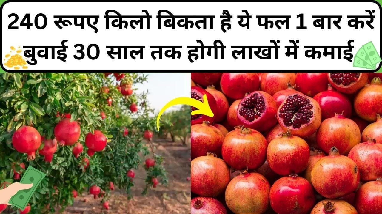 240 रूपए किलो बिकता है ये फल, 1 बार करें बुवाई 30 साल तक होगी लाखों में कमाई बिमारियों को खत्म करने के लिए रामबाण, जाने नाम