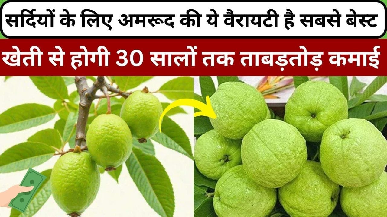 सर्दियों के लिए अमरूद की ये वैरायटी है बेस्ट, पथरीली जमीन में भी होगी 30 साल तक ताबड़तोड़ कमाई समेत बंपर उत्पादन, जाने नाम