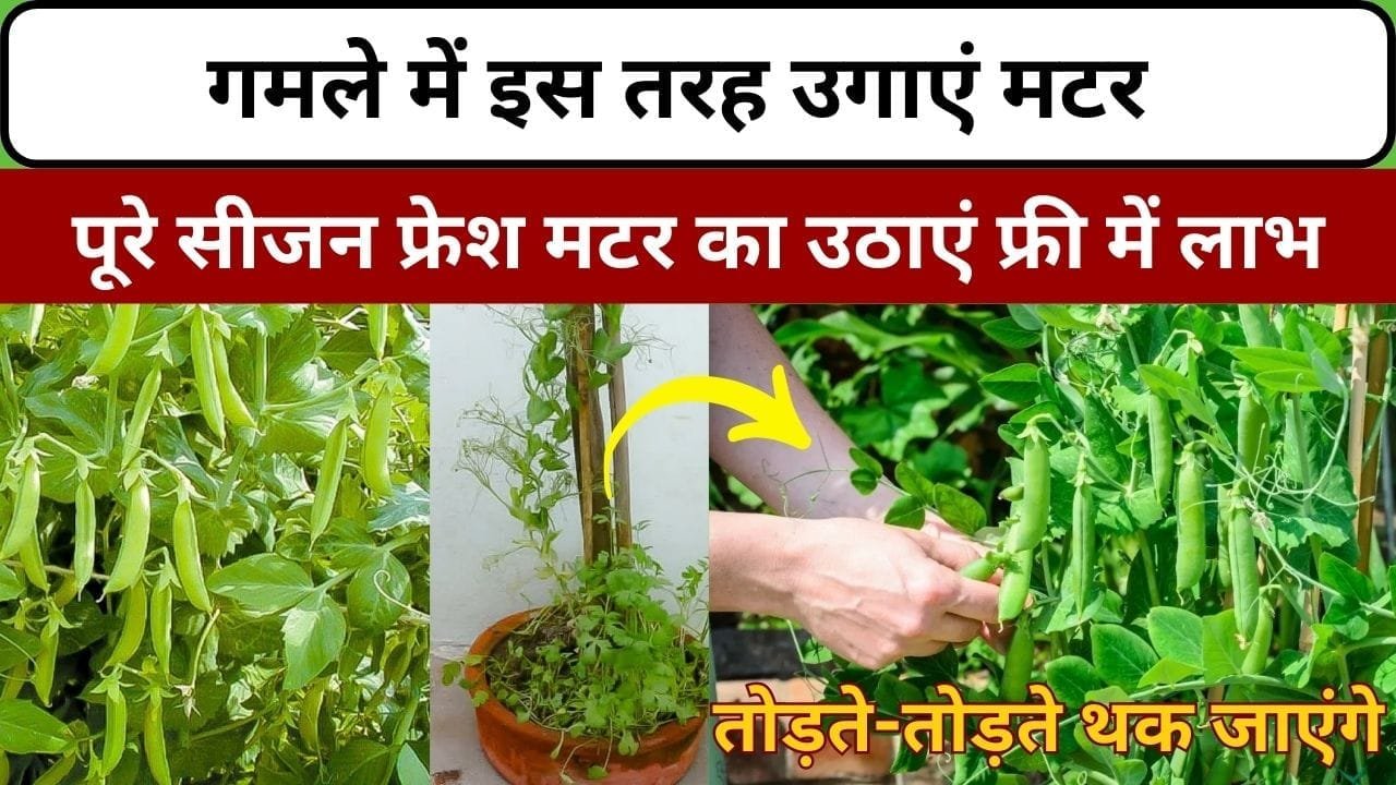 गमले में इस तरह उगाएं मटर, पूरे सीजन फ्रेश मटर का उठाएं फ्री में लाभ इतनी मटर उगेगी की तोड़ते-तोड़ते थक जाएंगे, जाने प्रोसेस