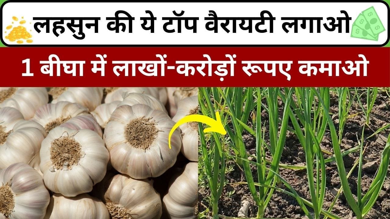 लहसुन की ये वैरायटी लगाओ 1 बीघा में लाखों करोड़ों रूपए कमाओ, उत्पादन देखकर उड़ जाएंगे होश, जाने कौन सी किस्म है