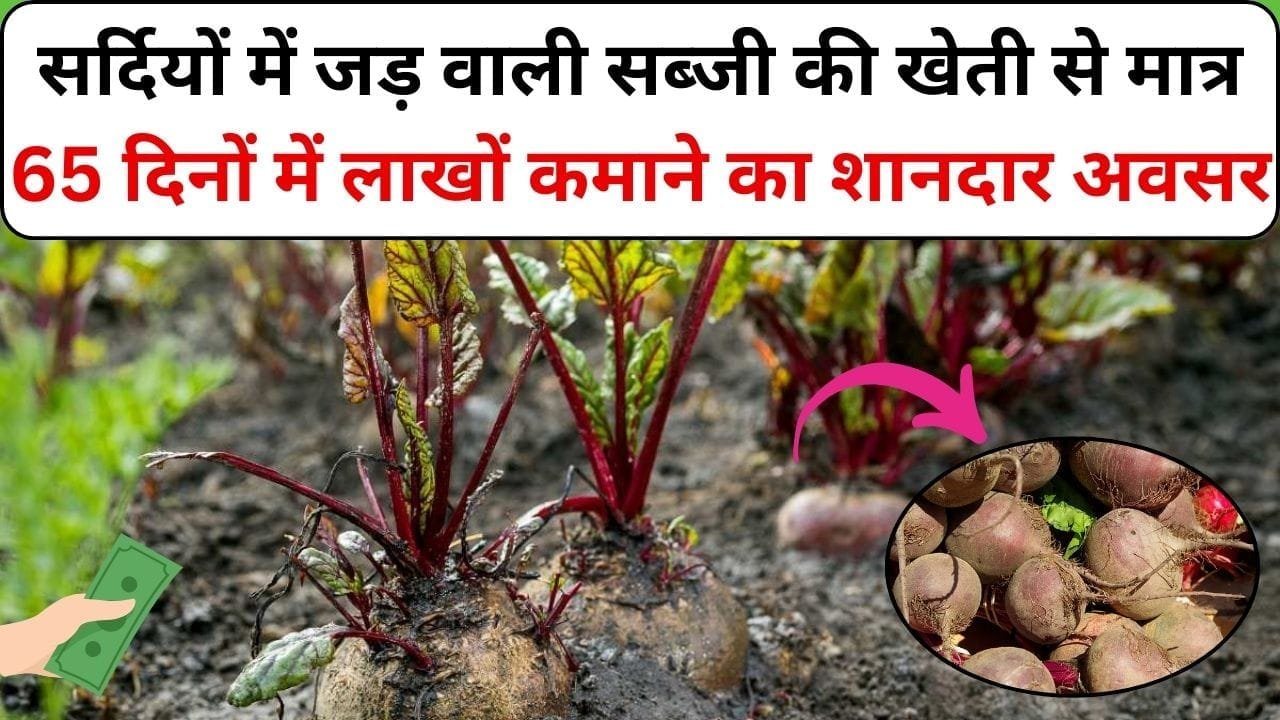 सर्दियों में जड़ वाली सब्जी की खेती से होगी ताबड़तोड़ कमाई, मात्र 65 दिनों में लाखों रूपए कमाने का शानदार अवसर, जाने नाम