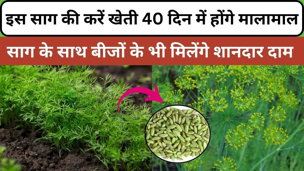 इस साग की करें खेती, बाजार में 2 गुना तेजी से बढ़ रही है डिमांड साग के साथ बीजों से किसान होंगे 40 दिन में मालामाल, जाने नाम