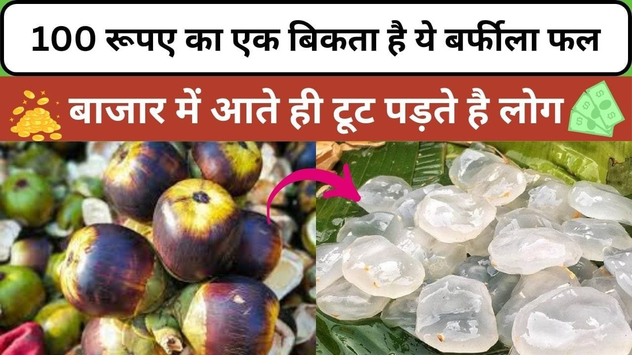 100 रूपए का एक बिकता है ये बर्फीला फल, बाजार में आते ही टूट पड़ते है लोग, 1 एकड़ खेती से होगा लाखों का जबरदस्त प्रोडक्शन, जाने नाम