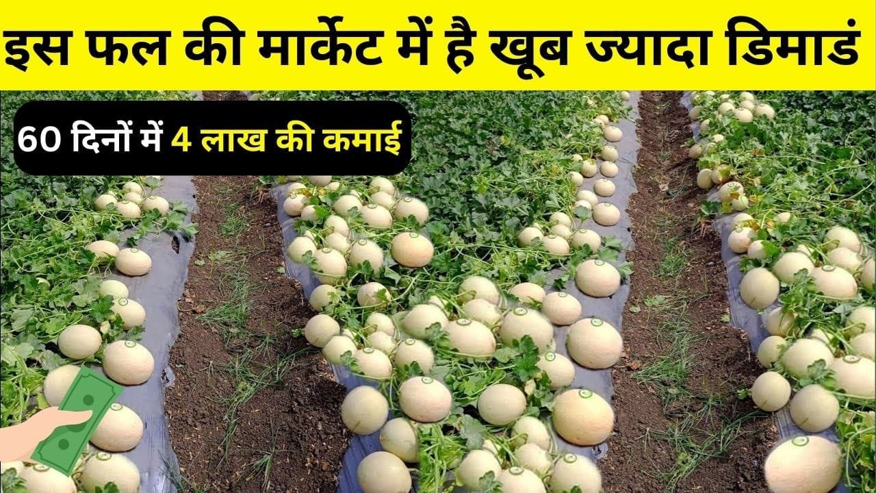 60 दिनों में तैयार होने वाली इस फसल की खेती से होगी 4 की लाख की कमाई, फल समेत बीजों की भी है मार्केट में खूब डिमांड, जाने नाम