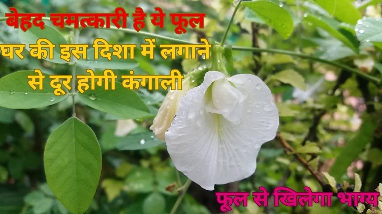 बेहद चमत्कारी है ये फूल, घर की इस दिशा में लगाने से दूर होगी कंगाली फूल से खिलेगा भाग्य, जाने नाम और काम