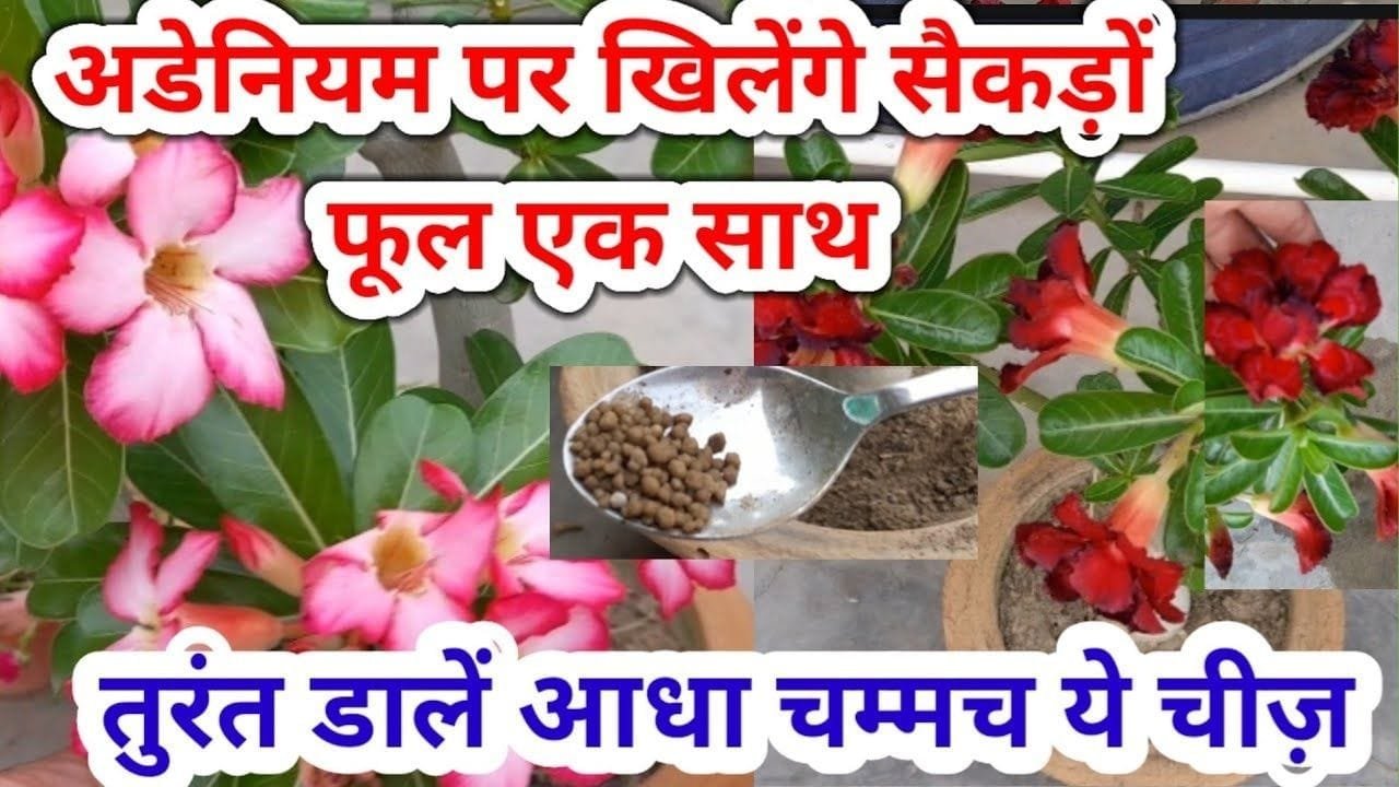 Gardening tips: अडेनियम के पौधे में डालें आधा चम्मच ये चमत्कारी चीज, खिलेंगे सैकड़ों फूल एक साथ, जाने नाम और काम