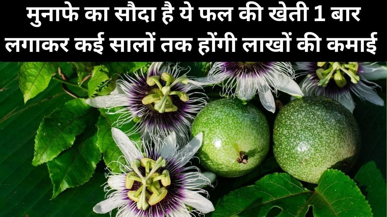 मुनाफे का सौदा है ये फल की खेती, 1 बार पौधा लगाकर कई सालों तक लाखों की कमाई कर सकते है किसान, जाने क्या है नाम