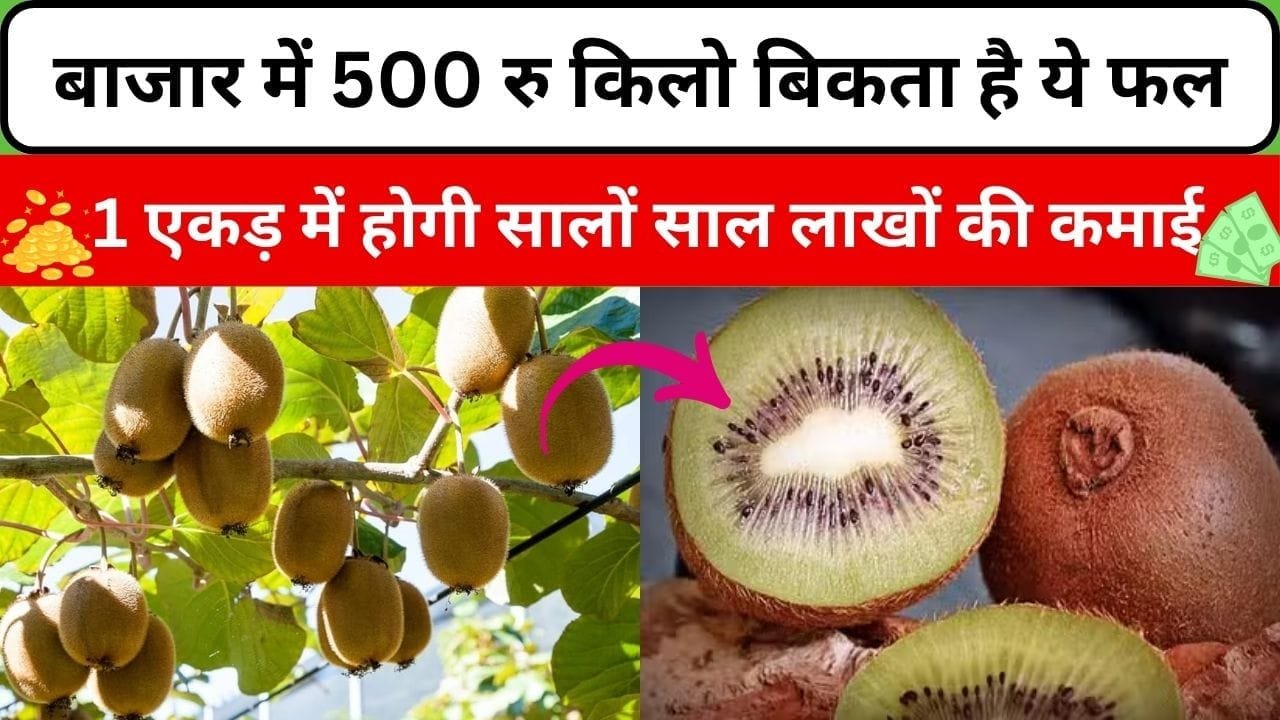 बाजार में 500 रु किलो बिकता है ये फल, किसानों के लिए है वरदान 1 एकड़ में होगी सालों साल लाखों रूपए की कमाई, जाने खेती का तरीका