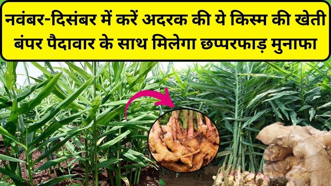 नवंबर-दिसंबर में करें अदरक की ये वैरायटी की खेती, बंपर पैदावार के साथ मिलेगा छप्परफाड़ मुनाफा, जाने कौन सी किस्म है