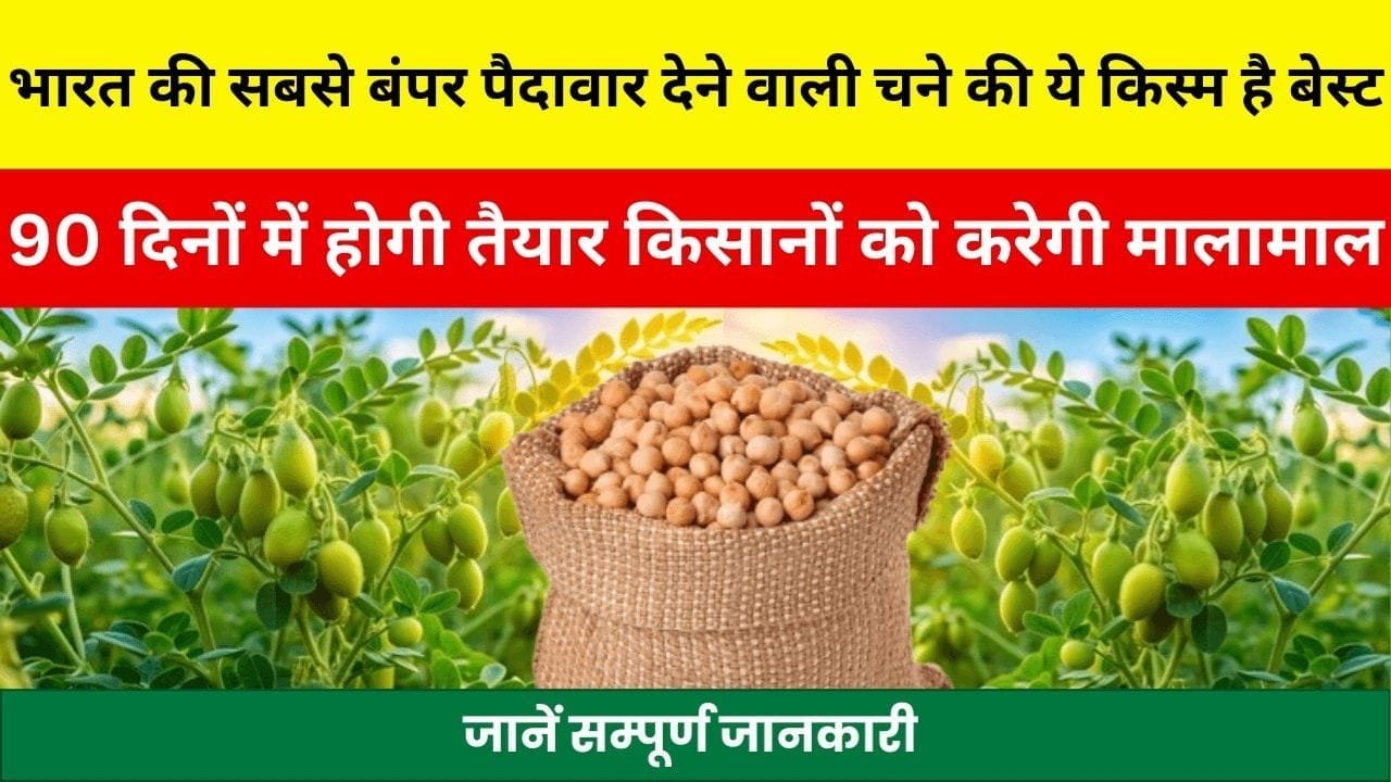 भारत की सबसे अधिक पैदावार देने वाली चने की ये किस्म है बेस्ट, 90 दिनों में होगी तैयार किसानों को करेगी मालामाल, जाने नाम