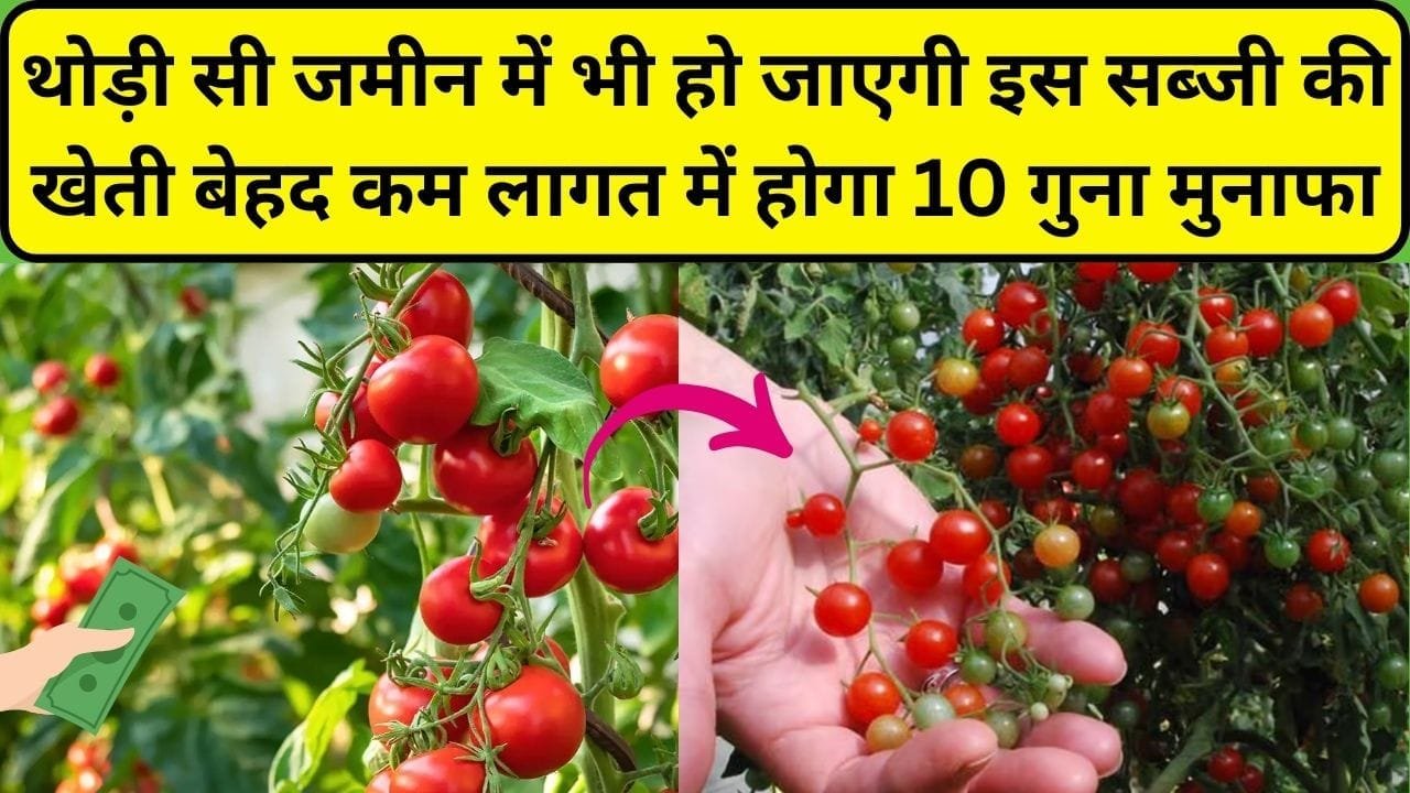 थोड़ी सी जमीन में भी हो जाएगी इस सब्जी की खेती, बेहद कम लागत में होगा 10 गुना मुनाफा समेत बंपर पैदावार, जाने खेती करने का तरीका