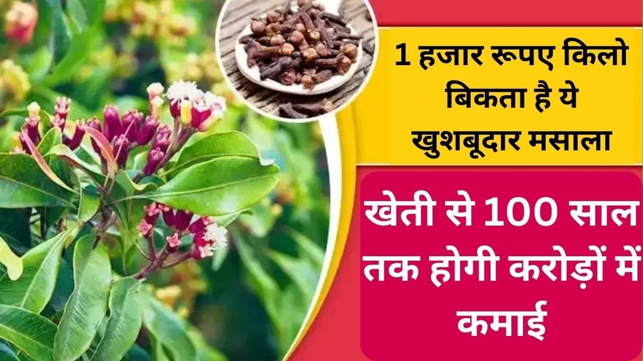 1 हजार रूपए किलो बिकता है ये खुशबूदार मसाला, खेती से 100 साल तक होगी करोड़ों में कमाई बाजार में है खूब डिमांड, जाने नाम और काम