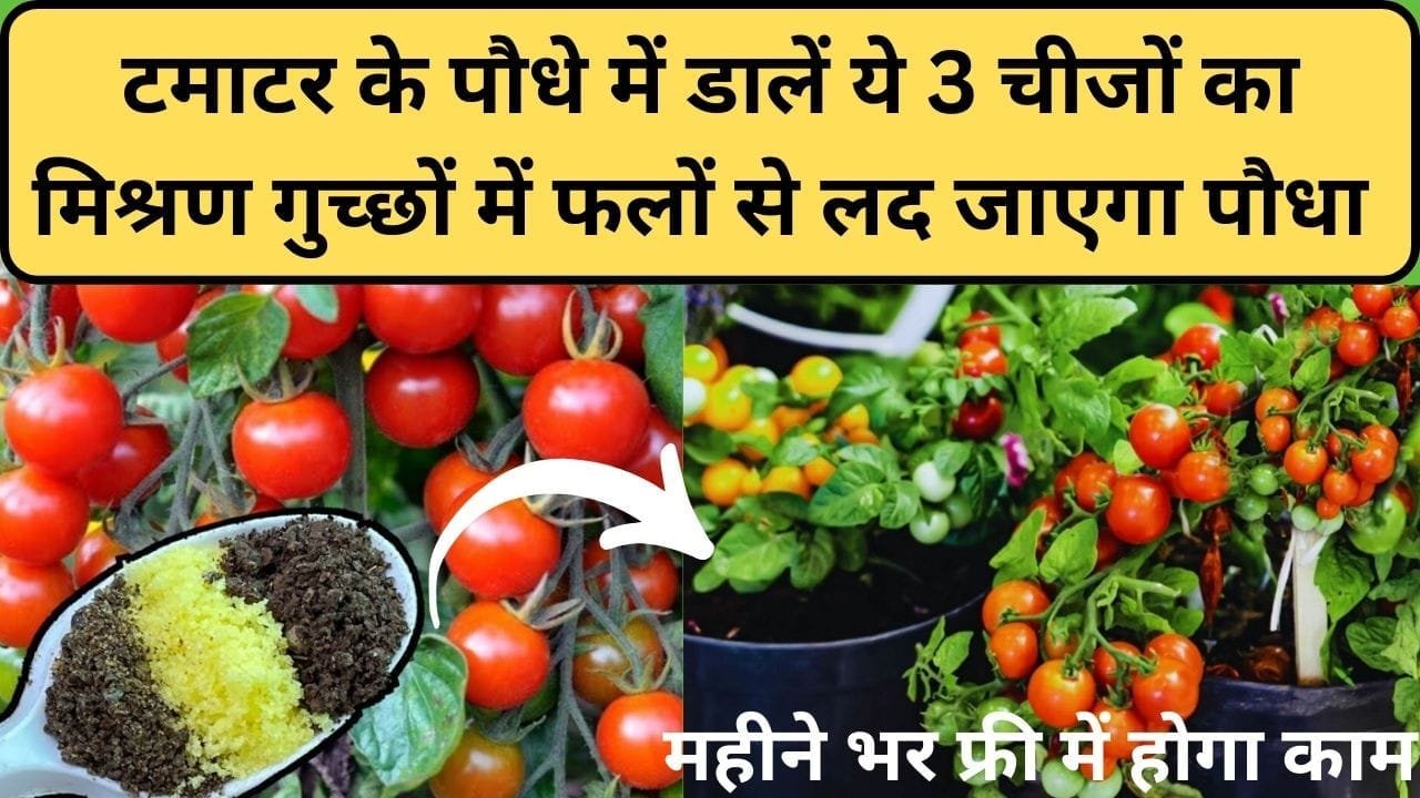 Gardening tips: टमाटर के पौधे में डालें ये 3 चीजों का मिश्रण, अनगिनत गुच्छों में फलों से लद जाएगा पौधा महीने भर फ्री में होगा काम, जाने नाम