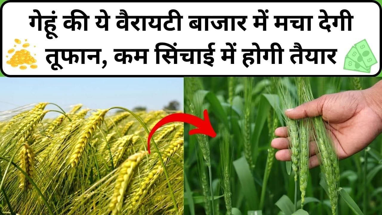 गेहूं की ये वैरायटी बाजार में मचा देगी तूफान, कम सिंचाई में होगी तैयार 1 एकड़ में देगी बंपर पैदावार किसान हो जाएंगे मालामाल, जाने किस्म