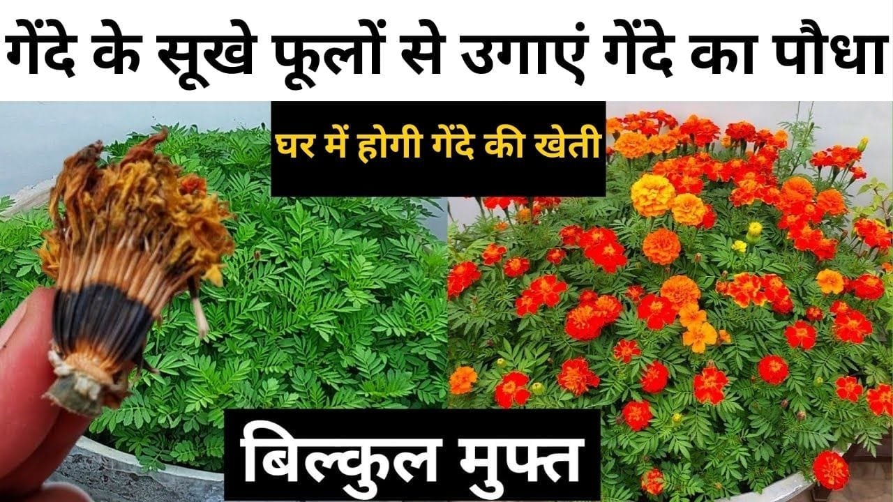 Gardening tips: गेंदे के सूखे फूलों से उगाएं गेंदे का पौधा, घर में ही होगी गेंदे की खेती बाजार से खरीदने की नहीं पड़ेगी जरूरत, जाने प्रोसेस