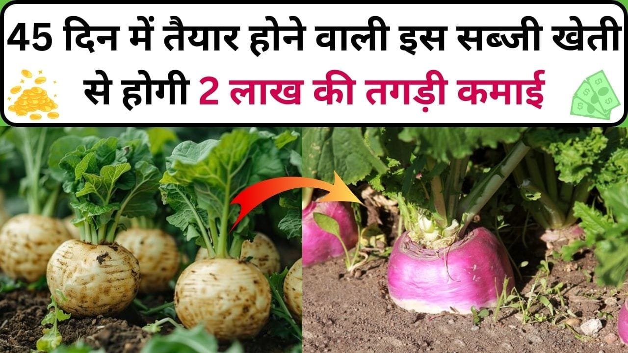 45 दिन में तैयार होने वाली इस सब्जी खेती से होगी 2 लाख की तगड़ी कमाई, बाजार में है खूब डिमांड खेती से हो जाएंगे मालामाल, जाने नाम और काम