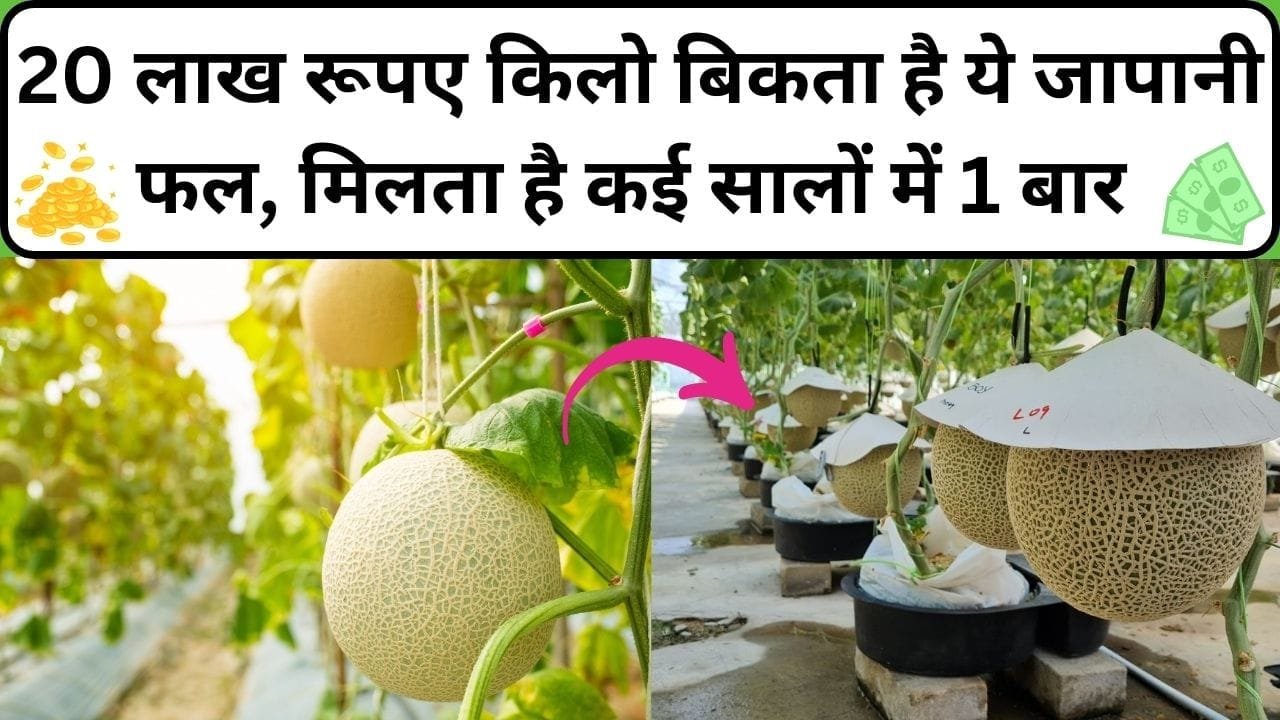 20 लाख रूपए प्रति किलो बिकता है ये जापानी फल, मिलता है कई सालों में 1 बार खासियत जानकार हो जाएंगे हैरान, जाने नाम और काम