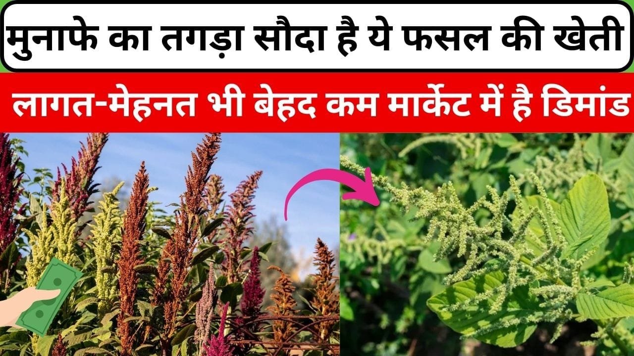 मुनाफे का तगड़ा सौदा है ये फसल की खेती, लागत-मेहनत भी बेहद कम व्रत में करते है सेवन मार्केट में है जबरदस्त डिमांड, जाने नाम और काम