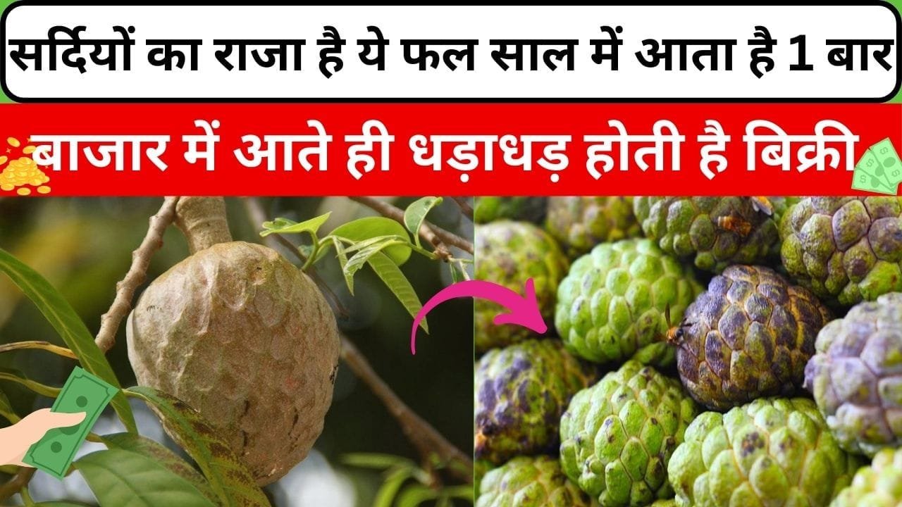 सर्दियों का राजा है ये फल, साल में आता है 1 बार बाजार में आते ही धड़ाधड़ होती है बिक्री खेती से होता है 30 साल तक ताबड़तोड़ मुनाफा, जाने नाम