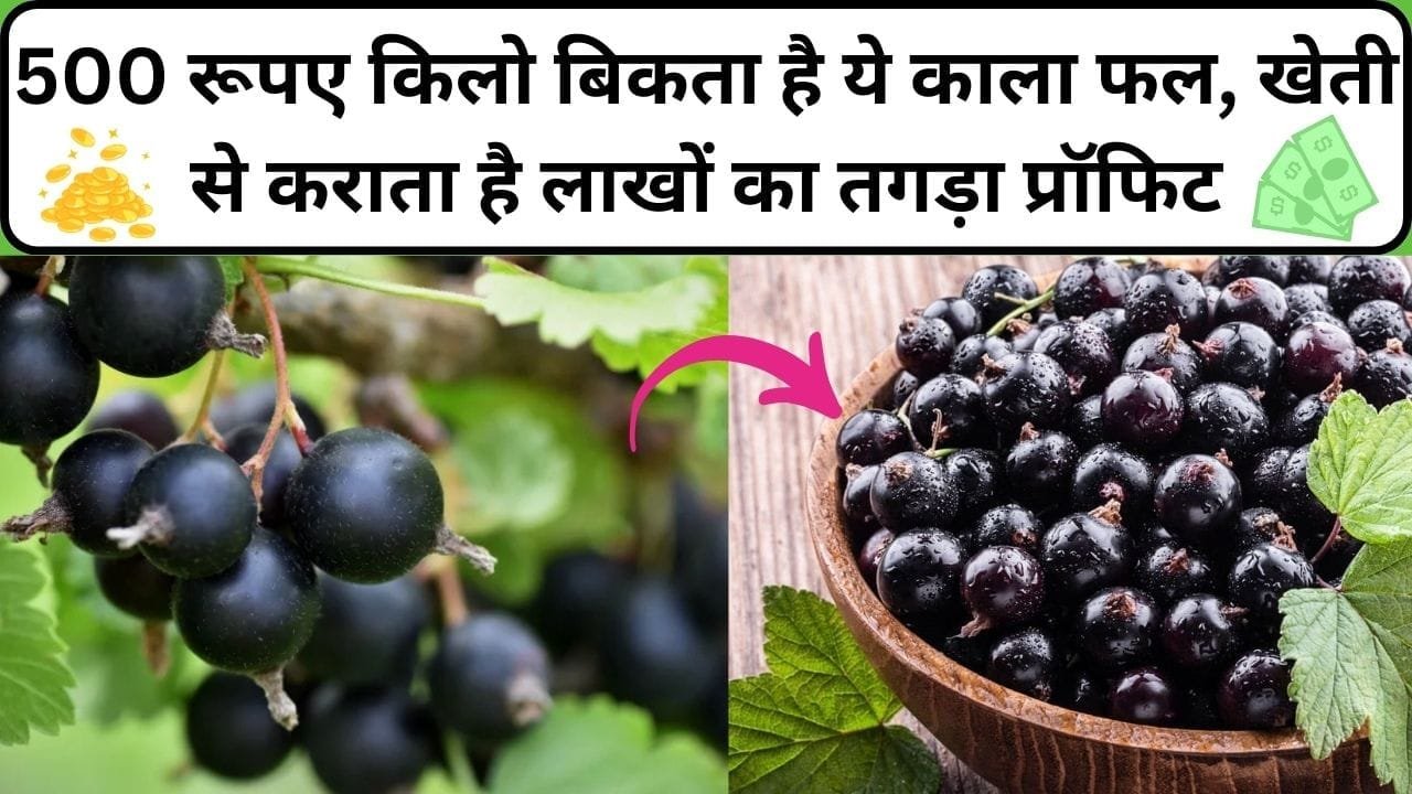 500 रूपए किलो बिकता है ये काला फल, खेती से कराता है लाखों का तगड़ा प्रॉफिट सालभर बाजार में रहती है भारी डिमांड, जाने नाम और काम
