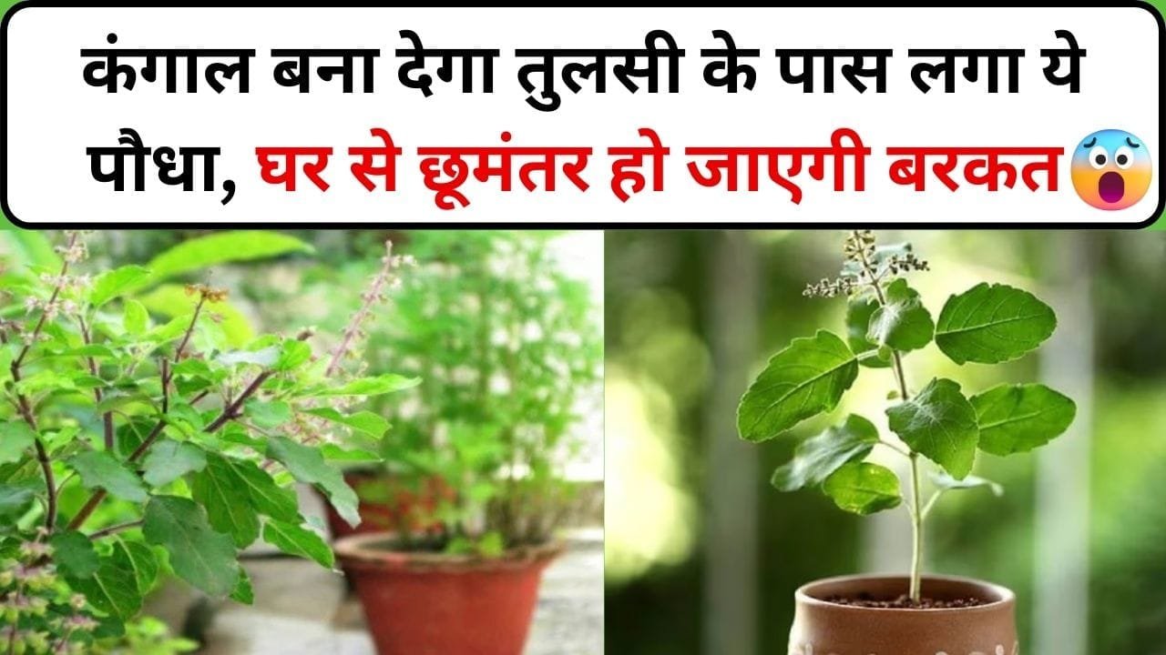 कंगाल बना देगा तुलसी के पास लगा ये पौधा, घर से छूमंतर हो जाएगी बरकत और खुशहाली, जाने कौन-सा पौधा है