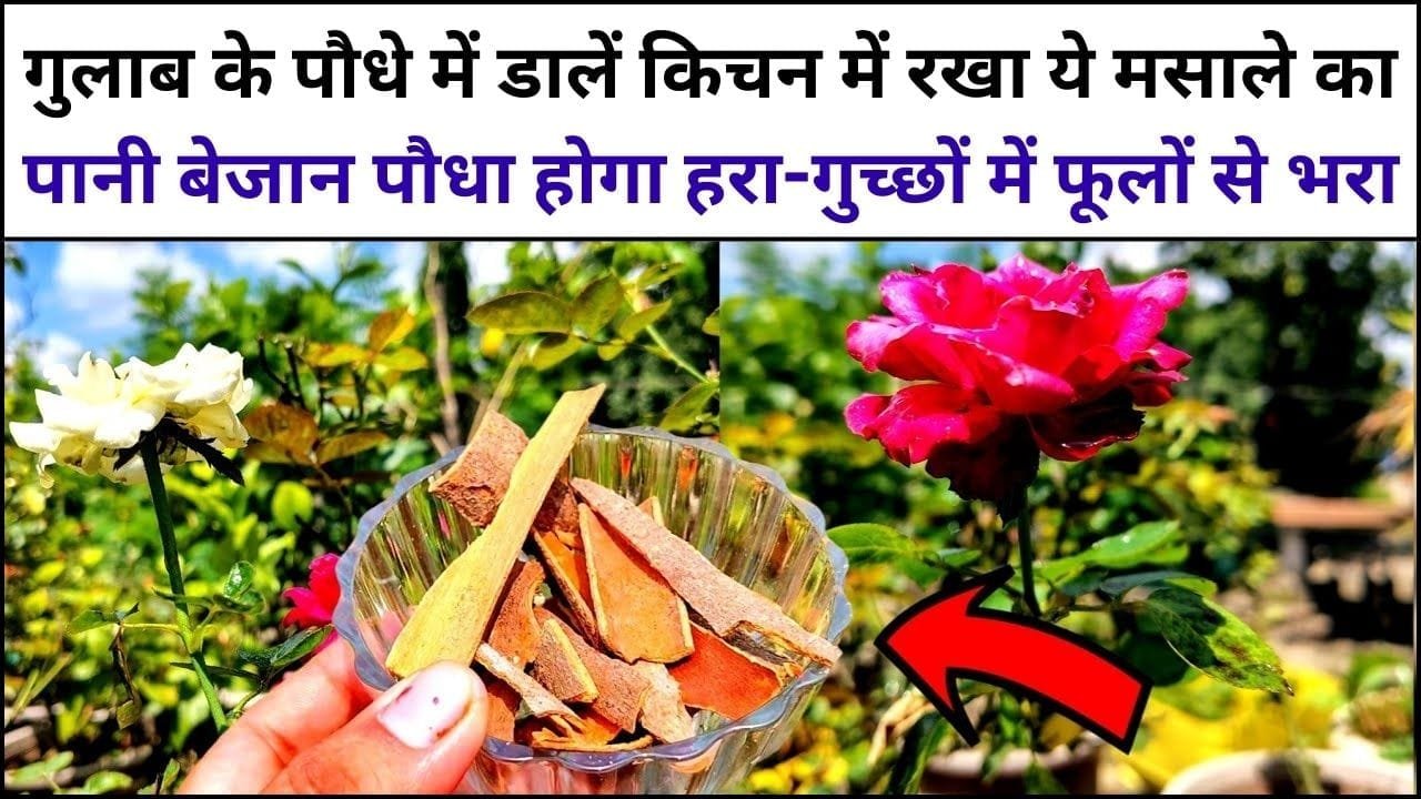 Gardening tips: गुलाब के पौधे में डालें किचन में रखा ये मसाले का पानी, बेजान पौधा भी होगा हरा और गुच्छों में फूलों से भरा, जाने नाम और काम