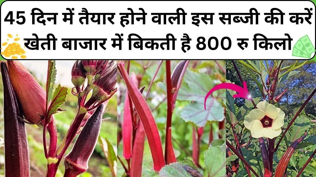 45 दिन में तैयार होने वाली लाल सब्जी की करें खेती, बाजार में बिकती है 800 रूपए किलो 1 एकड़ से होगी लाखों की आमदनी, जाने नाम