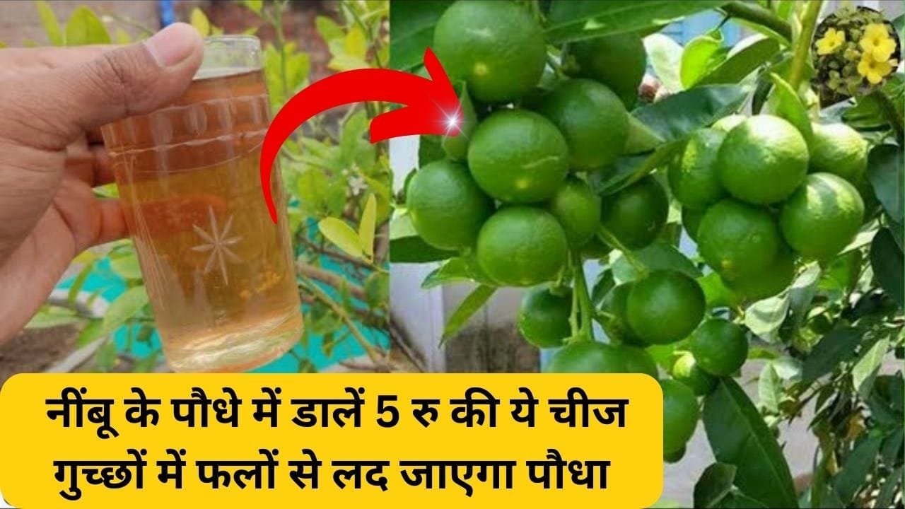 नींबू के पौधे में डालें 5 रु की ये चमत्कारी चीज, अनगिनत गुच्छों में फलों से लद जाएगा पौधा और दोगुना तेजी से होगी पौधे की ग्रोथ, जाने नाम और काम
