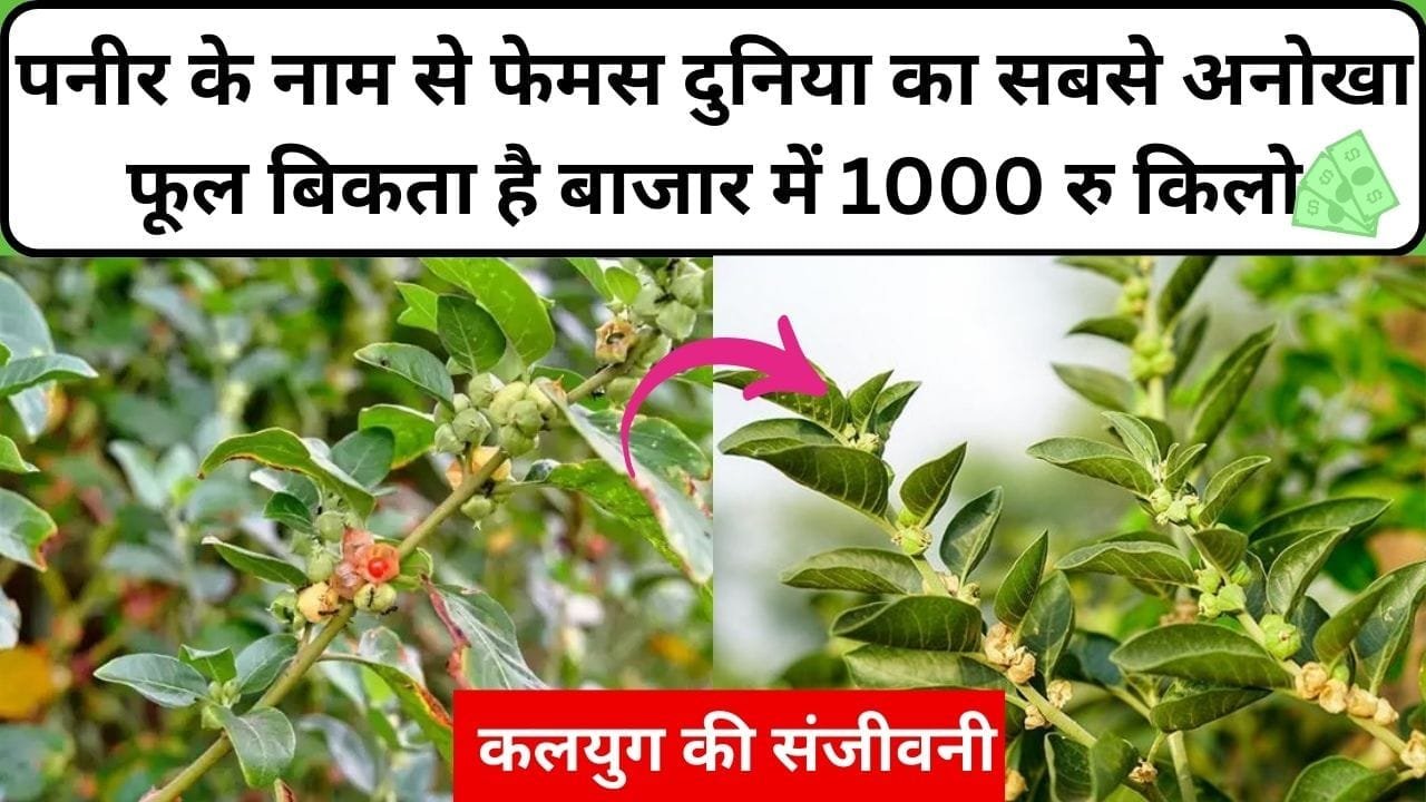 पनीर के नाम से फेमस दुनिया का सबसे अनोखा फूल बिकता है बाजार में 1000 रु किलो, कलयुग की संजीवनी से कम नहीं, जाने नाम और काम