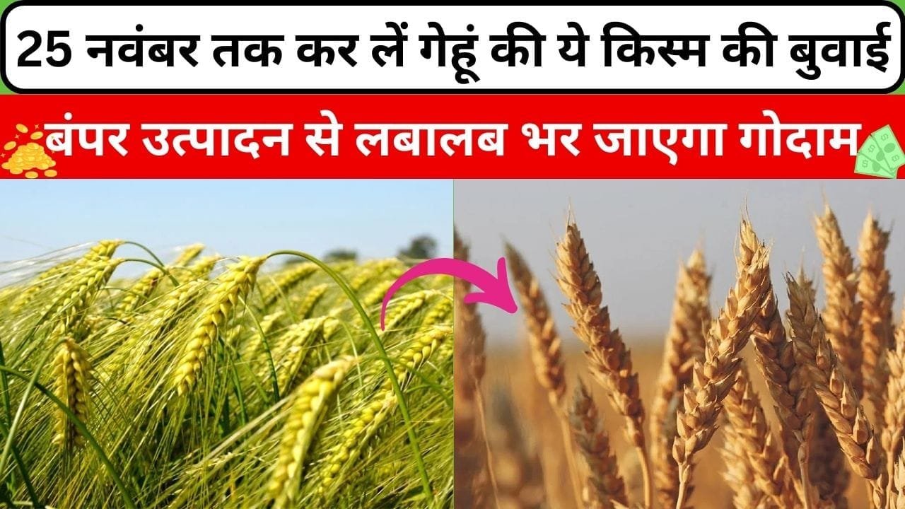 25 नवंबर तक कर लें गेहूं की ये किस्म की बुवाई, 140 दिनों में होगी तैयार बंपर उत्पादन से लबालब भर जाएगा गोदाम, जाने कौन-सी किस्म है