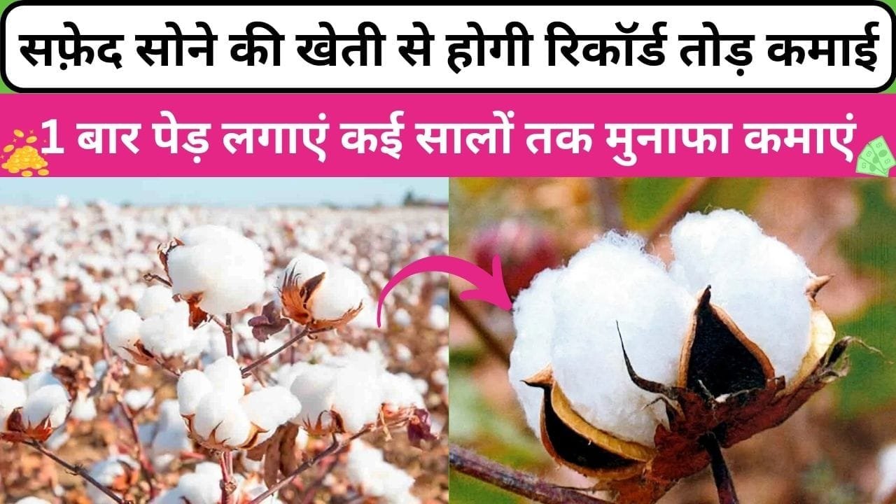 सफ़ेद सोने की खेती से होगी रिकॉर्ड तोड़ कमाई, 1 बार पेड़ लगाएं कई सालों तक मुनाफा कमाएं मार्केट में है खूब डिमांड, जाने नाम और काम